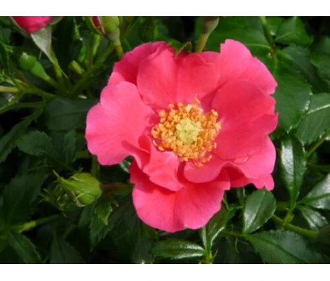 Rosa STADT ROM® Ø17 cm