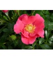 Rosa STADT ROM® Ø17 cm