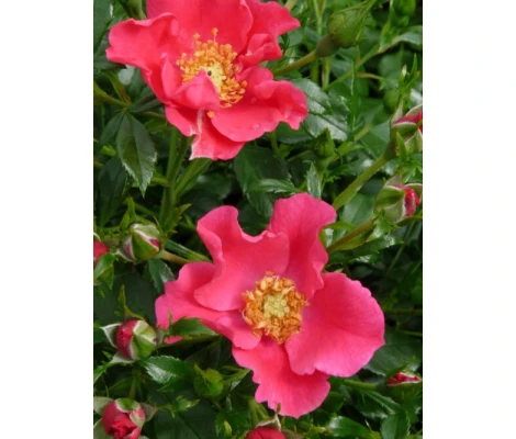 Rosa STADT ROM® Ø17 cm