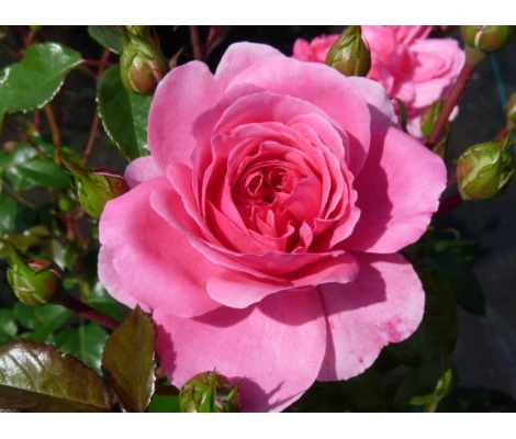 Rosa Palmengarten Frankfurt® Ø17 cm