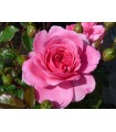 Rosa Palmengarten Frankfurt® Ø17 cm