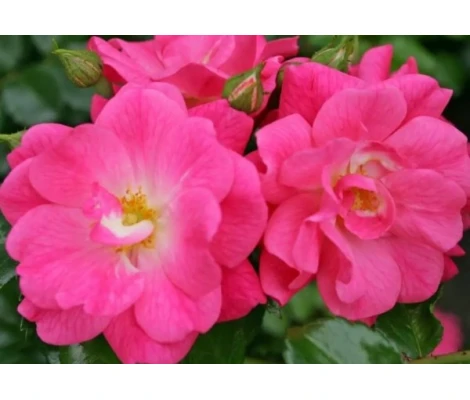 Rosa Palmengarten Frankfurt® Ø17 cm