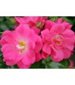 Rosa Palmengarten Frankfurt® Ø17 cm