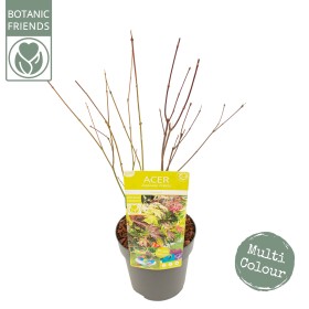 Acer Palmatum Festival Ø19 cm H60 cm