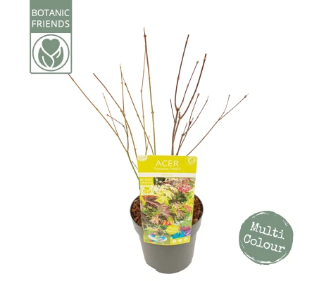 Acer Palmatum Festival Ø19 cm H60 cm