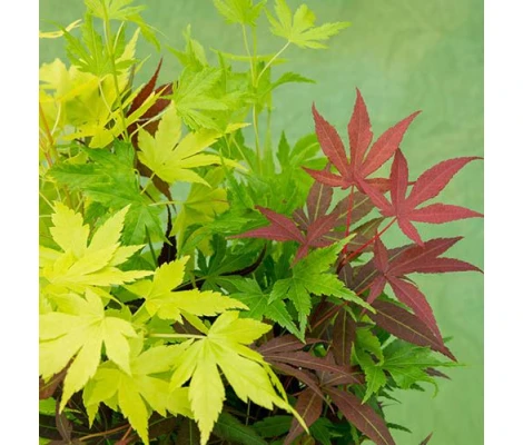 Acer Palmatum Festival Ø19 cm H60 cm