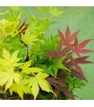 Acer Palmatum Festival Ø19 cm H60 cm