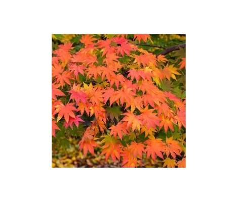 Acer Palmatum Festival Ø19 cm H60 cm