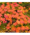 Acer Palmatum Festival Ø19 cm H60 cm