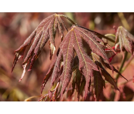 Acer Jack Frost North Wind® Ø19 cm H60 cm