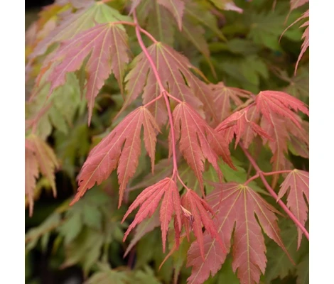 Acer Jack Frost North Wind® Ø19 cm H60 cm