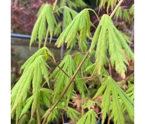 Acer Jack Frost Arctic Jade® Ø19 cm H60 cm