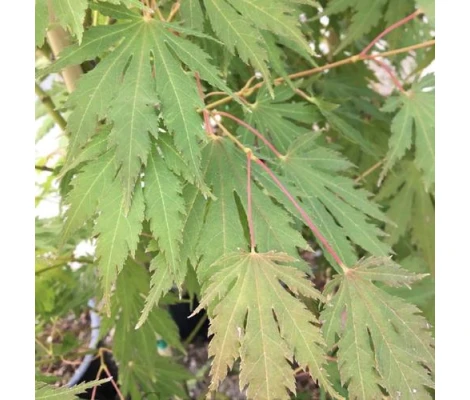 Acer Jack Frost Arctic Jade® Ø19 cm H60 cm