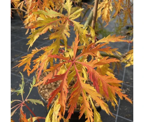 Acer Jack Frost Ice Dragon® Ø19 cm H60 cm