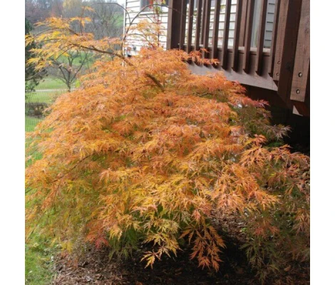 Acer Jack Frost Ice Dragon® Ø19 cm H60 cm