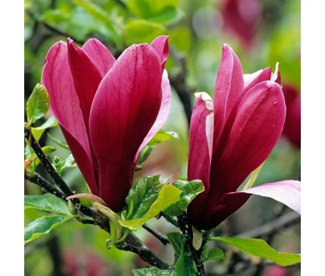 Magnolia Liliiflora ‘Nigra’ Ø19 cm H50cm