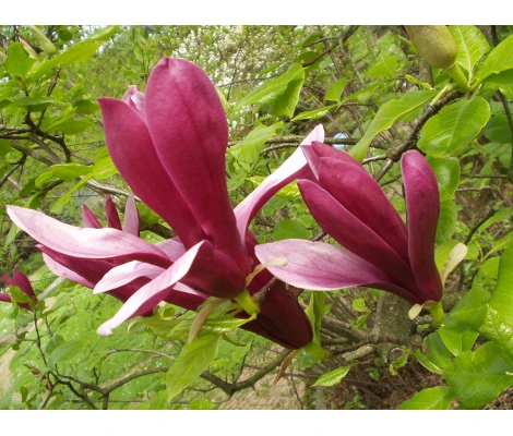 Magnolia Liliiflora ‘Nigra’ Ø19 cm H50cm
