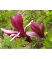 Magnolia Liliiflora ‘Nigra’ Ø19 cm H50cm