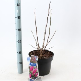 Magnolia 'Susan' Ø19 cm H50cm