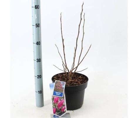 Magnolia 'Susan' Ø19 cm H50cm