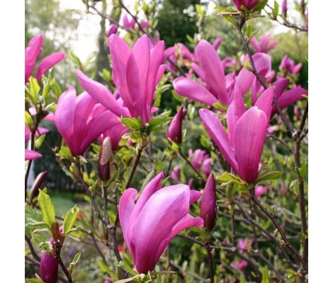 Magnolia 'Susan' Ø19 cm H50cm
