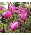 Magnolia 'Susan' Ø19 cm H50cm