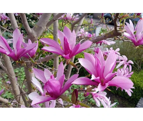 Magnolia 'Susan' Ø19 cm H50cm