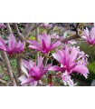 Magnolia 'Susan' Ø19 cm H50cm