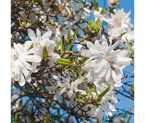 Magnolia Stellata Ø19 cm H50cm
