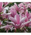 Magnolia 'George Henry Kern' Ø19 cm H50cm
