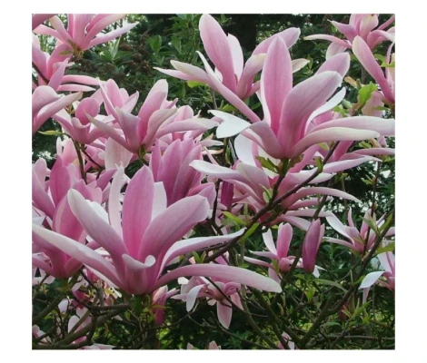 Magnolia 'George Henry Kern' Ø19 cm H50cm