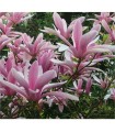 Magnolia 'George Henry Kern' Ø19 cm H50cm