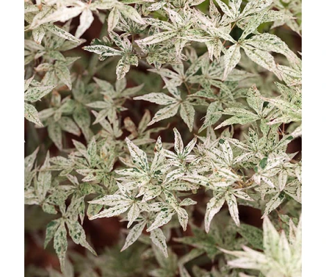 Acer Palmatum Ukigumo Ø19 cm H 45 cm