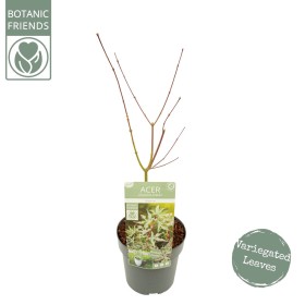 Acer Palmatum Ukigumo Ø19 cm H 45 cm