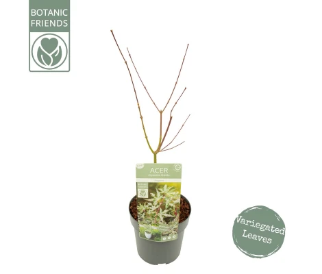 Acer Palmatum Ukigumo Ø19 cm H 45 cm
