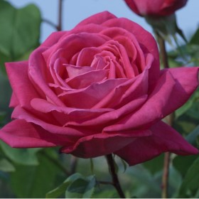 Rosal Arbustivo Lolita Lempicka MEILLAND