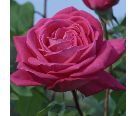 Rosal Arbustivo Lolita Lempicka MEILLAND