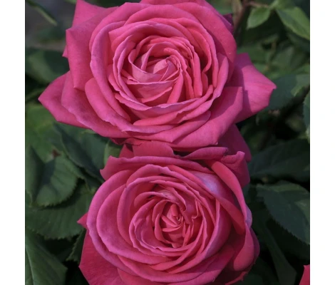 Rosal Arbustivo Lolita Lempicka MEILLAND