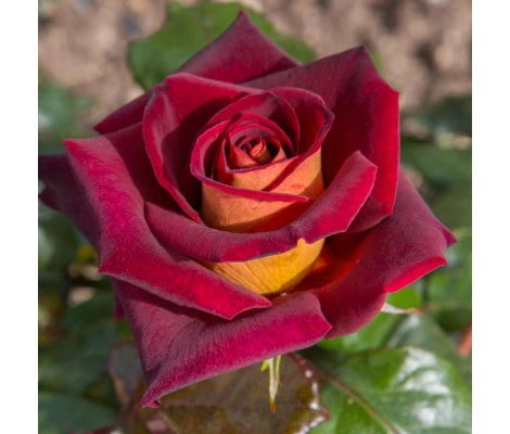 Rosal EDDY MITCHELL ® Meirysett  MEILLAND