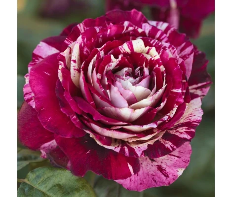 Rosal Perfumado JULIO IGLESIAS® Meistemon MEILLAND