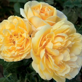 Rosal Perfumado MICHELANGELO ® Meitelov  MEILLAND