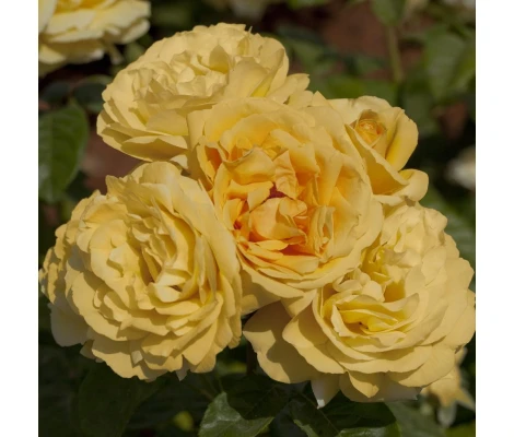 Rosal Perfumado MICHELANGELO ® Meitelov  MEILLAND