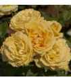 Rosal Perfumado MICHELANGELO ® Meitelov  MEILLAND