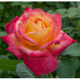 Rosal Perfumado Pullman Orient EXPRESS ® Baipeace MEILLAND