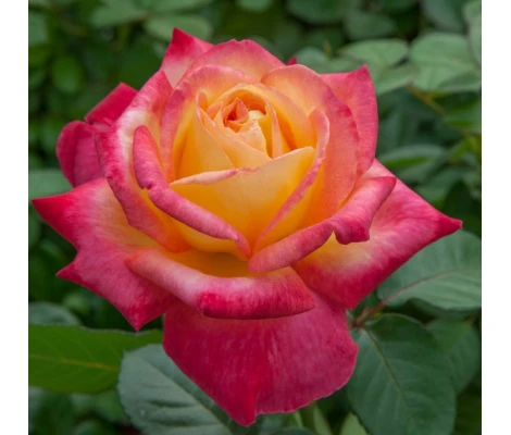 Rosal Perfumado Pullman Orient EXPRESS ® Baipeace MEILLAND