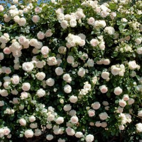 Rosal Perfumado Grimpant PALAIS ROYAL ® Meiviowit MEILLAND