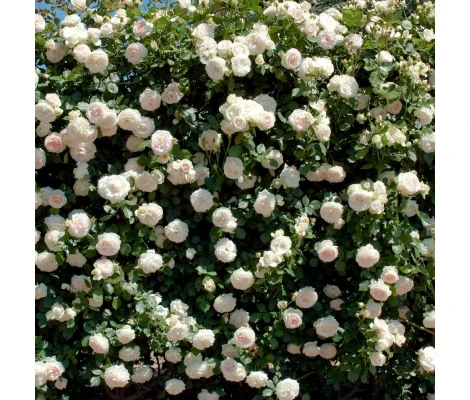 Rosal Perfumado Grimpant PALAIS ROYAL ® Meiviowit MEILLAND