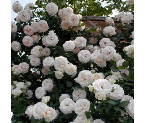 Rosal Perfumado Grimpant PALAIS ROYAL ® Meiviowit MEILLAND