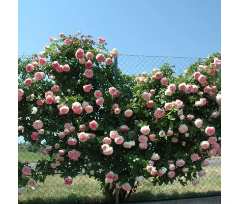 Rosal Perfumado Grimpant PIERRE DE RONSARD ® Meiviolin MEILLAND