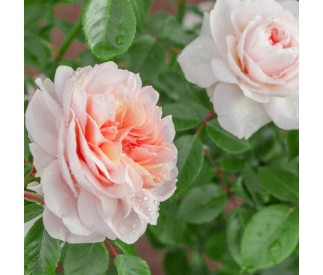 Rosal Trepador Grimpant SABRINA ® Meiptorius MEILLAND